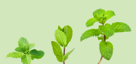 5 Science-Backed Health Benefits Of Peppermint Tea