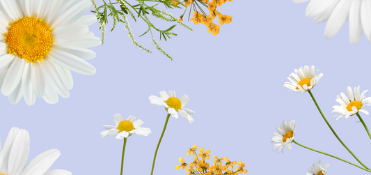 Chamomile Tea: The Timeless Remedy For Relaxation