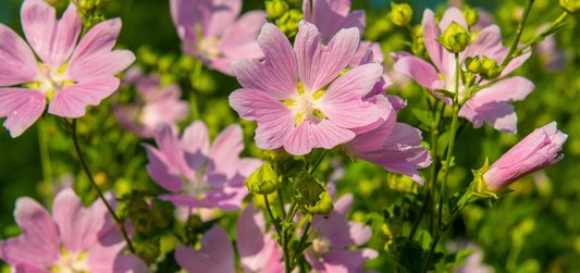 05 Wild Violet