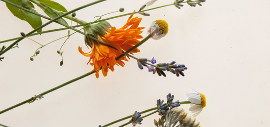 Herbal Tea - A Beginner's Handbook