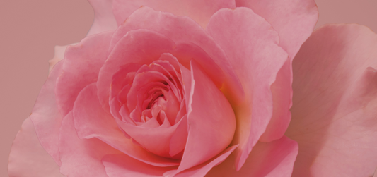 01 Blushing Rose